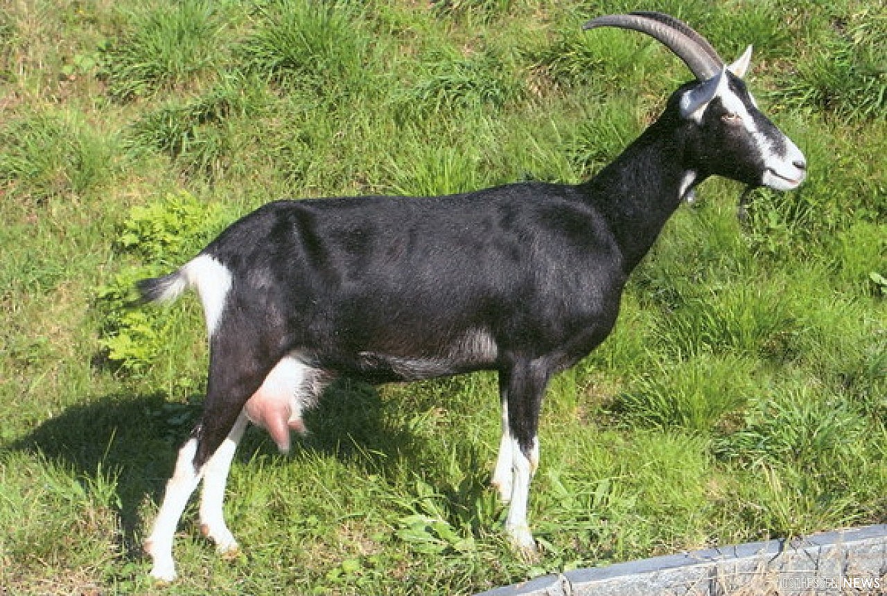 Гладкошерстная коза