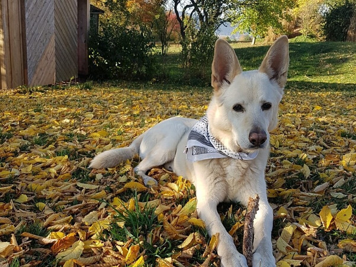Wer hat Cosmo gesehen? Weißer Schäferhund-Husky-Mix entlaufen -  Osthessen|News