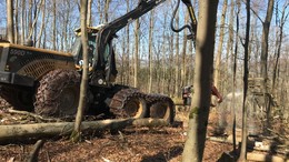 Waldpflege und Holzerntemaßnahmen in Hofbieber
