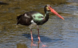 Black stork in Lauter: a new abundance of fish attracts storks and herons