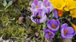Frühlingserwachen in Waldhessen: Krokusse blühen und Holzbiene entdeckt