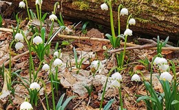 Frühlingsgarten auf dem Eisenberg: Der Märzenbecher blüht