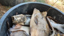 Schon 700 kg tote Fische entsorgt - See in Hopfmannsfeld kurz vorm Umkippen