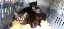 Zum Sterben ausgesetzt? Vier Kitten in verschlossenem Weinkarton gefunden