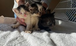 Lio, Lucy und Karli: Kätzchen leiden unter Katzenschnupfen