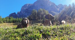 Bei Jagd- und Wildunfällen sind Fuldas Schweißhunde im Einsatz