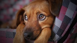 Traurige Gewissheit: "Ein Welpe verstarb" - Hundehalter entdecken Giftköder