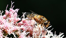 BUND-Tipp: Bauanleitung für Wildbienen-Nisthilfen