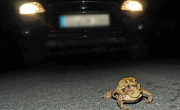 Vorsicht auf den Straßen: RP Gießen bittet um Rücksicht auf Amphibien