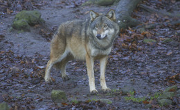 Mögliche Wolfsichtung am 24. April im Bereich Rasdorf - Abklärung läuft noch