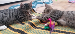 Pflegestellen voll: Kätzchen auf der Suche nach einem "Für-Immer-Zuhause"