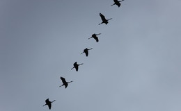 Naturschauspiel am Himmel: "Glücksvögel" auf dem Weg in den Süden