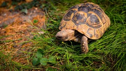 Besitzer gesucht: Schildkröte "Schmittchen" auf Feiertagsausflug