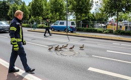 Einfach tierisch: Feuerwehr führt Entenfamilie sicher über die Frankfurter Straße