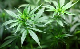 Expertenbefragungen am Dienstag gestartet: Wird Cannabis bald legalisiert?