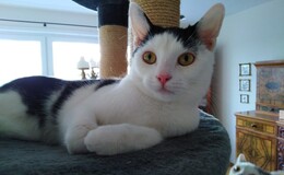 Zwei unterhaltsame Kater: Robin und Richie suchen neues Zuhause