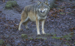Gestiegene Wolfspopulation: "Existenzielle Bedrohung für Weidetierhalter"