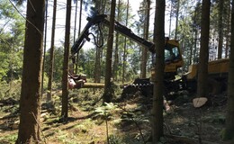 Forstarbeiten beginnen: Rückkehr zu einem Birken-Moorwald im Roten Moor