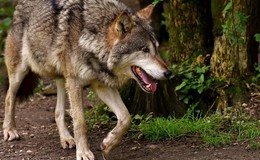 Bestätigt: Wölfin im Gebiet Schotten nachgewiesen