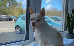 Chihuahua in Sickels entlaufen - Wer hat Coco gesehen?