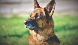 10-Jährige wird von Nachbarhund gebissen: Besitzer zeigt den Mittelfinger