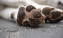 Hunde und Katzen vergiftet: Stark toxische Pflanzenschutzmittel gefunden