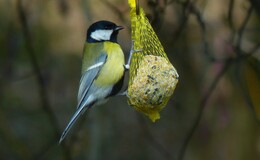 Vor allem bei Frost und Schnee: Vögel füttern im Herbst und Winter