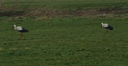 Zwei neue Störche in Rixfeld: Weißstorchen-Brutpaare-Bestand nimmt zu