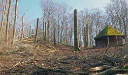 Forstarbeiten am Rauschenberg sind abgeschlossen
