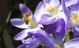 Erste Frühlingsgefühle sind erwacht: Die Bienen summen im Garten