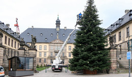 Im Barockviertel: Traditionelle Weihnachtsbäume festlich dekoriert