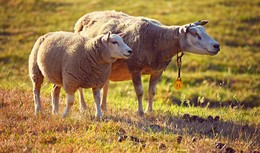 Dreister Diebstahl dreier Schafe aus einer Weide in Unterfranken