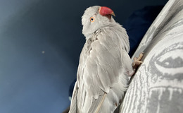 Papagei Ashe am Aschenberg eingefangen