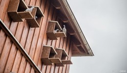 Nach Limburger Tauben-Tötungsbeschluss: Stadt plant weiteren Taubenschlag