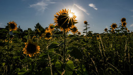 Das Sonnenscheinreichste und eines der beiden wärmsten Jahre in Deutschland