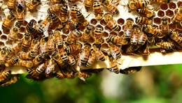 Imker ausgeraubt: Unbekannte entwenden tausende Honigbienen