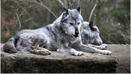 Prueba absoluta: una pareja de lobos se instaló en el Ródano