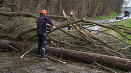 Eiche entwurzelt: Baum stürzt auf die Landstraße bei Solms