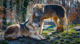 Erneut Wolfswelpen nachgewiesen - fünf Jungtiere tappen in Videofalle