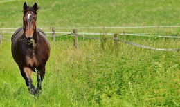 Täter beschädigen Pferdekoppel: Verletztes Tier muss eingeschläfert werden