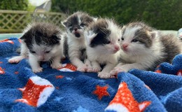 Vier kleine Kätzchen: Einfach im Karton vor einer Haustür abgestellt