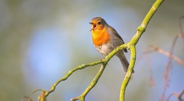 NABU Hessen erklärt, warum gerade so wenige Vögel gesehen werden