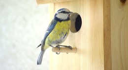 NABU Hessen: Vögel beginnen durch milde Winter häufig früh mit dem Nestbau