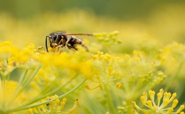 Wespenstich im Fokus: Das ist zu tun - Vorsicht vor allergischen Reaktionen