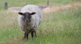 Viehdiebstahl in Rommers: Drei Schafböcke von Weide verschwunden