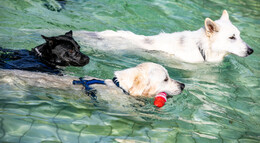 Tierische Pool-Party: Hunde-Schwimmen im Alsfelder Erlenbad