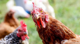 Hühner-Raub in der Rhön: Unbekannte entwenden 120 Tiere von einer Wiese