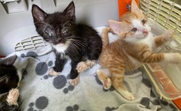 "Entsorgt wie Müll!" - zwei Katzen und ihre acht Kitten im Wald gefunden
