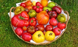 Kiloschwere Tomaten, Schlangen-Zucchini und kopfgroße Kohlrabi - Leserbilder