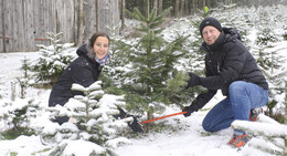 Vorfreude auf Weihnachten: Christbaumschlagen für den guten Zweck